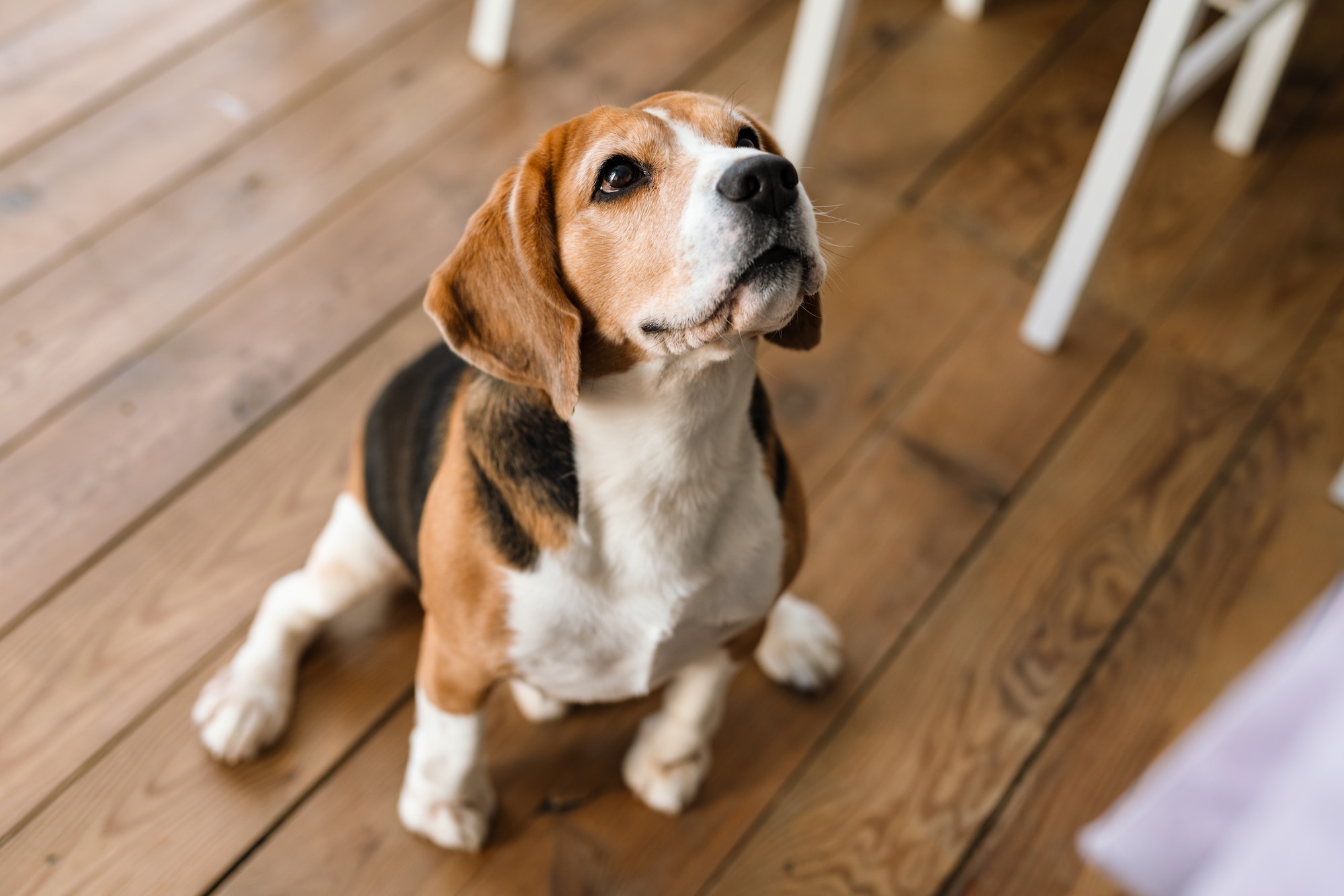 Hunde Welpe Beagle schaut unschuldig, nachdem er einen Schaden verursacht hat